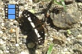 Scene 004_Phyciodes licking salt on ground